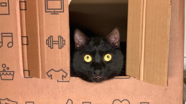 Black cat with yellow eyes looking out from inside cardboard box house