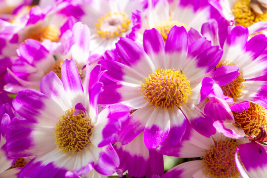 Close-up of vibrant pink and white bicolor Cineraria (Pericallis x hybrida) flowers with bright yellow centers in full bloom.