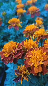 Vertical photo of blooming tagetes marigolds in a garden, bright orange flowers with lush foliage, colorful floral background, outdoor nature scene.