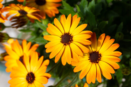 Close-up of vibrant orange African Daisy (Dimorphotheca sinuata) flowers with dark centers in full bloom.