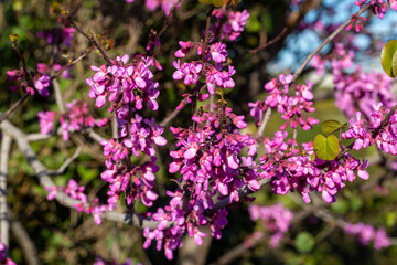 Fototapeta premium Close-up of vibrant pink flowers of a Judas Tree (Cercis siliquastrum) blooming on bare branches against a blue sky.