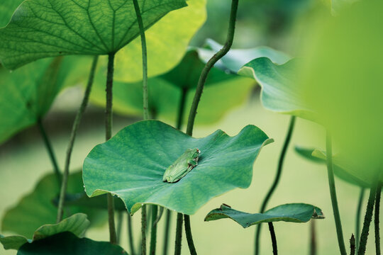 A small frog resting comfortably on a large lotus leaf