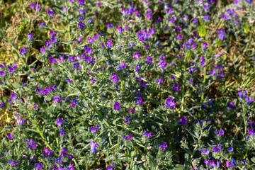 Vibrant purple flowers of Purple Viper's Bugloss (Echium plantagineum) blooming in a natural meadow.