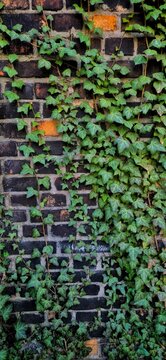 Common Ivy climbing on old rustic black brick wall background.