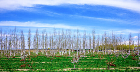 Obraz premium Fresh green field with dormant trees under wide sky