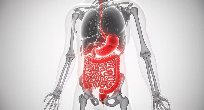 Human digestive system anatomy illustration medical education