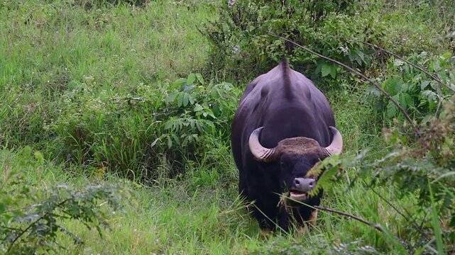 Large male gaur bull grazing in lush green grass during daytime in natural habitat