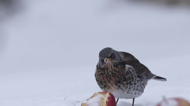 Fieldfare pecking apple in snowy landscape in slow motion