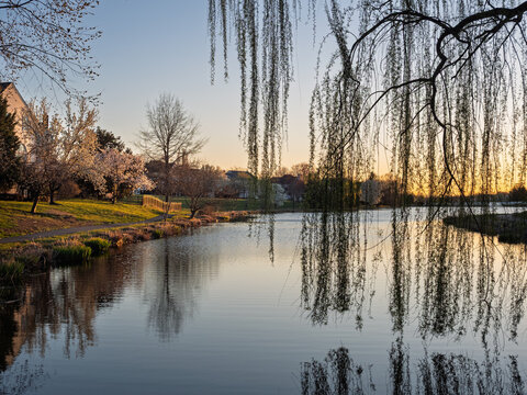 Weeping willow branches hanging over Ashburn lake at dusk