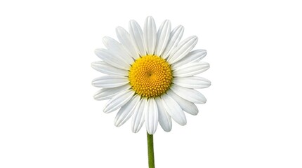 Fototapeta premium daisy isolated on white background