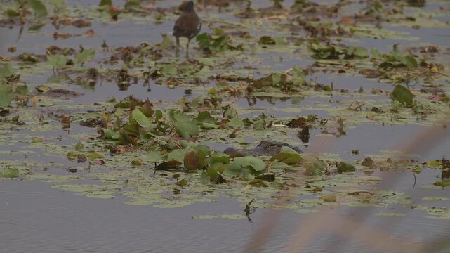 American Alligator Actively Feeding on Leaves With Common Gallinule Foraging in Background