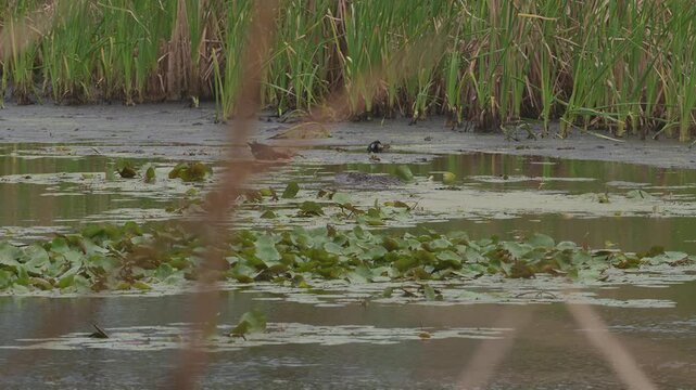 American Alligator Swimming Near Common Gallinules in Florida Marsh 