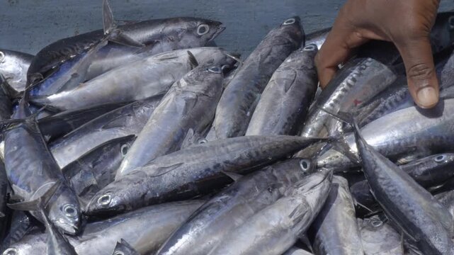 A close up view of freshly caught skipjack tuna in a large blue container with hand of fisher sorting them on fishing boat