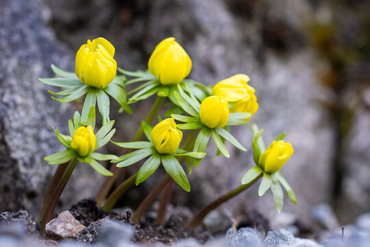 Close-up of winter aconite blossoms with vivid yellow petals. Winter aconite (Eranthis hyemalis) buds emerging among stones in early spring, bright yellow flowers signaling the end of winter. 