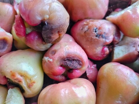 rotten wax apples with mold