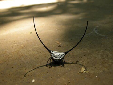 Long-horned Orb-weaver Spider (Macracantha arcuata) - Laos