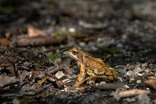 Grasfrosch (Rana temporaria), brauner Frosch auf Waldboden
