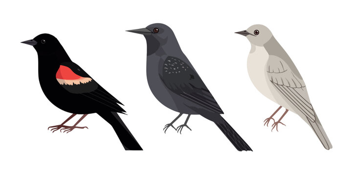 Set of Three Songbirds in Different Colors Flat Vector Illustration