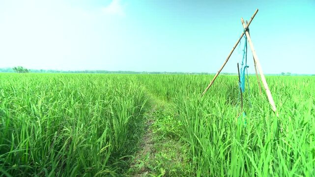 Lush green rice field with scarecrow under a clear blue sky on a sunny day in countryside