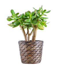Jade plant or Crassula ovata in a pot isolated on transparent background