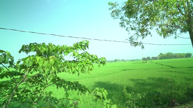 Serene green rice field in asian countryside with trees and clear blue sky during daytime offering peace and tranquility