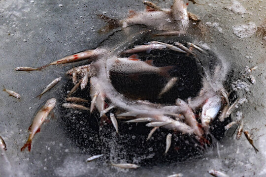 kreisf&ouml;rmig festgefrorener Fisch im Eis