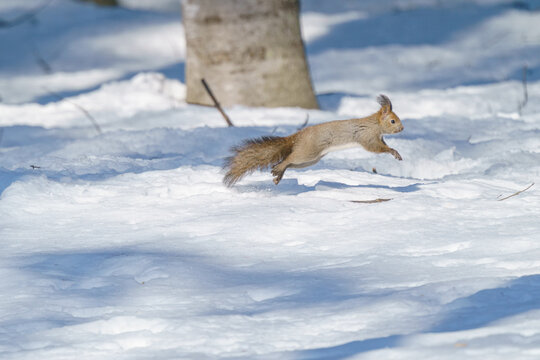 Ezo squirrel standing on snow field in Hokkaido, Japan