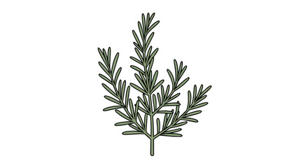 Fototapeta premium Hand Drawn Rosemary Herb Illustration