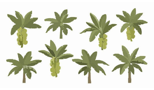 Modern banana palm tree vector set musa acuminata tropical plant illustration with fruit collection