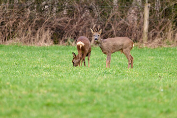 roe deer in the grass © Duvekot Fotografie