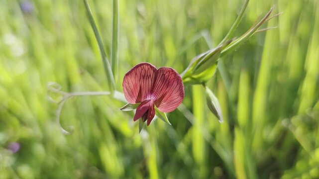 Close-up of yellow Meadow Vetchling (Lathyrus pratensis) in a summer field, 4K UHD 60fps.