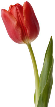 red tulip