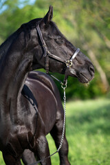 Obraz premium beautiful young creamello purebred akhalteke stallion walking at sunny morning