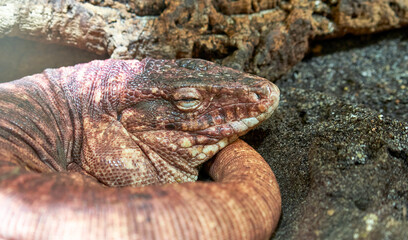 Obraz premium Red Tegu sleeping in the zoo 