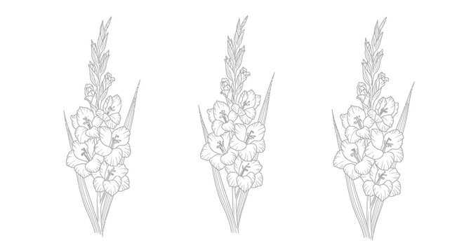 Graceful Gladiolus Array: A trio of elegant gladiolus blooms, each meticulously detailed, displaying the intricate beauty of floral artistry.