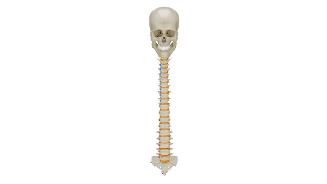 Human spinal column in 3d with skull and vertebrae details
