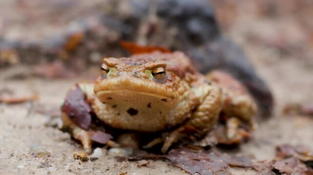Common toad closeup in forest amphibian wildlife biodiversity