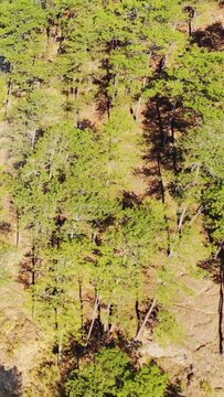 Aerial shot of a sunlit pine forest in the mountainous countryside near Bontoc and Sagada, Philippines. Tall pine trees cast shadows on the dry ground, creating a natural texture.