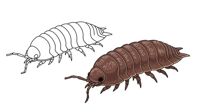 Detailed illustration depicts two woodlice including one in full color and another as a simple line art outline.