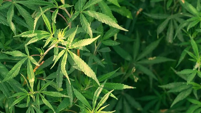 Close up of cannabis leaves plant growing outdoors, green marijuana foliage in natural light