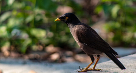 Fototapeta premium Indian Common Myna Bird Standing on Ground with Natural Background