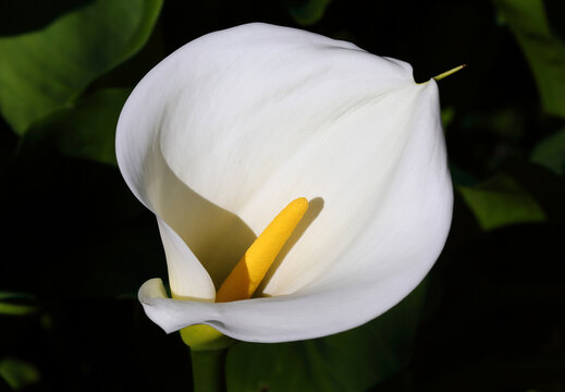Perfect example of a freshly opened, pristine white, Calla Lily against a natural low-key background. Zantedeschia aethiopica. Selective shallow focus on the spadix for effect. 