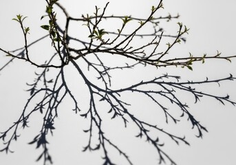 Fototapeta premium bare winter tree branches with sparse buds against white sky
