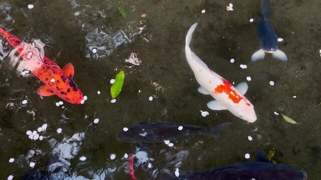 六郷用水 泳ぐ赤・白・黒の鯉の群れと浮かび流れる桜の花びら