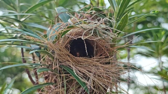 Oriole bird nest on tree.