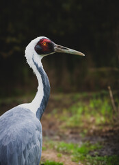 Fototapeta premium Vogel aus dem Vogelpark Niendorf