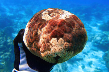 Indonesia, Flores, Maumere – snorkeler holding a cushion star (Culcita novaeguineae) underwater above a coral reef. © Marko
