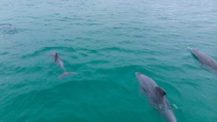 Destin Florida Gulf of Mexico (America) © David