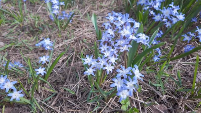 Delicate blue scilla flowers bloom among dry grass and green leaves in early spring. Small star shaped blossoms create a natural floral pattern in the garden.