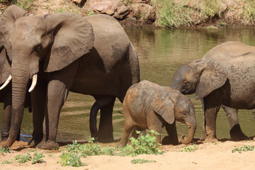 Fototapeta premium Afrikanischer Elefant / African elephant / Loxodonta africana